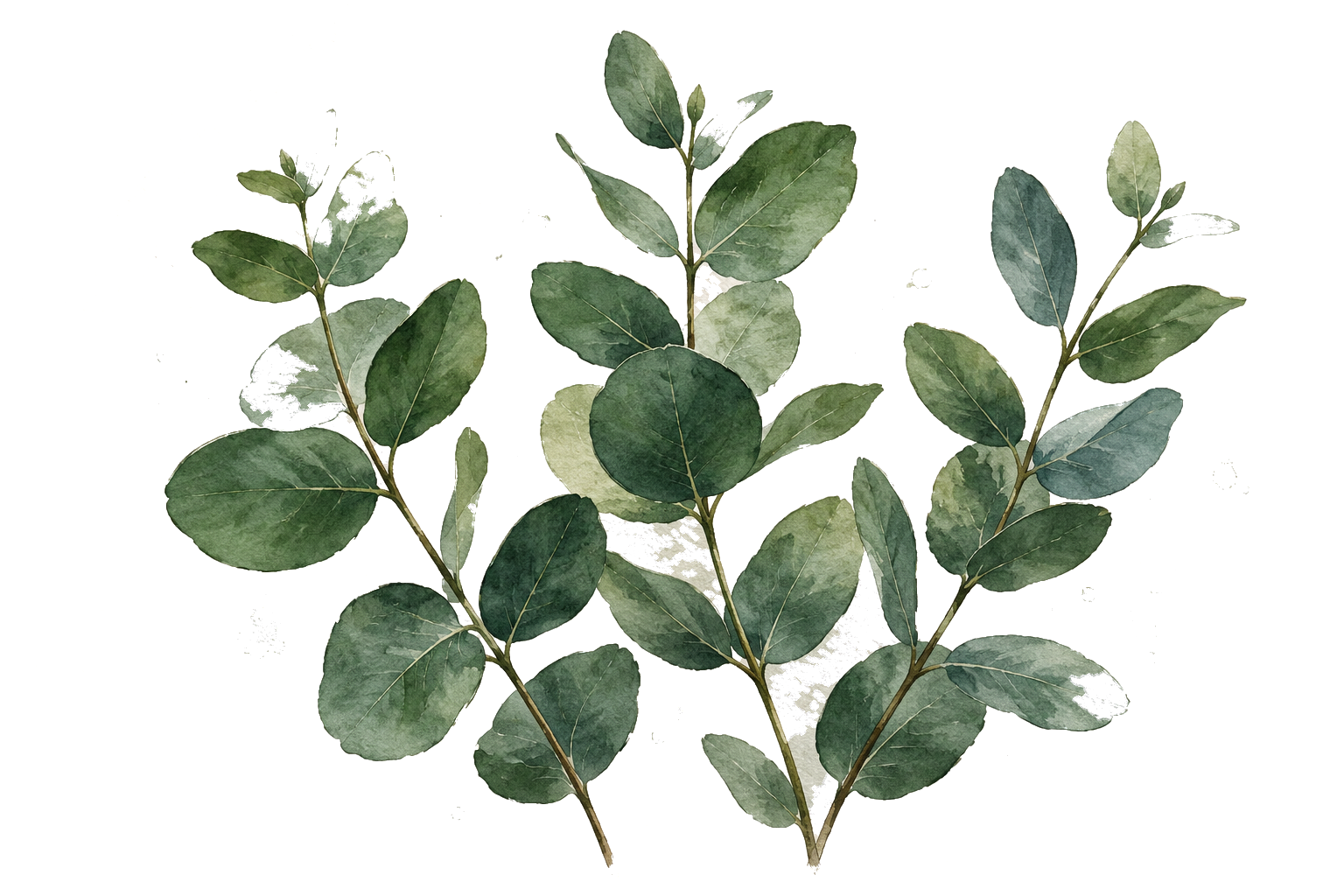 Botanical watercolor with low tolerance preserving fine painted details