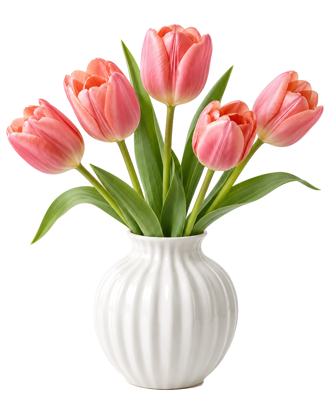 Pink tulips, background removed